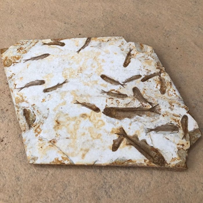 #魚化石#遼寧朝陽古生物群魚圖化石原石標本一圖一物圖和化石一樣凌雲閣化石隕石 促銷