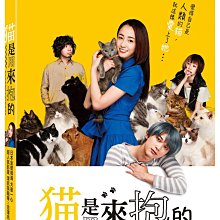 [DVD] - 猫是用來抱的 Cat in Their Arms ( 台灣正版 )