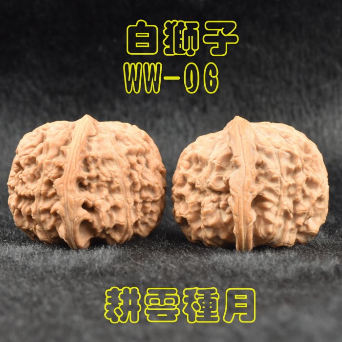 【耕雲種月】白獅子 文玩核桃 WW-06-1200元/對 (配對好、包漿快易紅)尺寸邊肚高 40/40/33