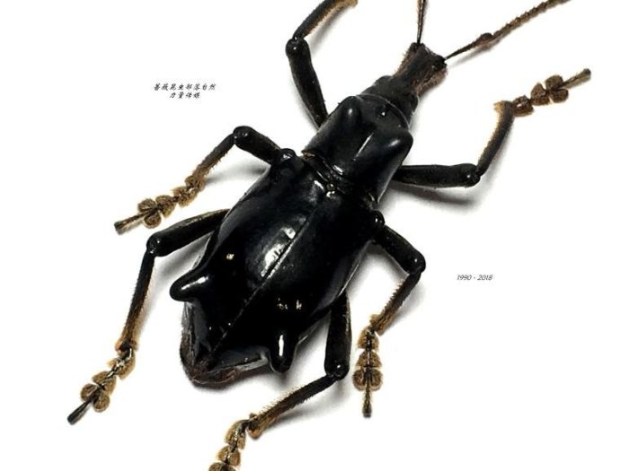 【熱賣精選】巴布亞新幾內亞罕見象鼻甲蟲甲殼蟲標本珍藏