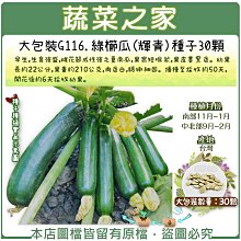 【蔬菜之家滿額免運】大包裝G116.綠櫛瓜(輝青)種子30顆  早生，生育強盛，果實短棍狀 ※不適用郵寄掛號配送