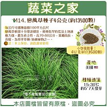 【蔬菜之家滿額免運】M14.戀風草種子4公克(約13500顆)(每公斤可播種面積100平方公尺 戀風草根部十分發達健壯)