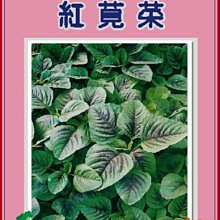 【野菜部屋~】A08紅莧菜種子 1斤(600公克) , 300元 , 含豐富的鈣質~