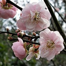 元茂園藝高鐵南路園區 梅花-香水國梅，開花很香 生長良好實品拍攝 樹齡：20年 移植袋裝
