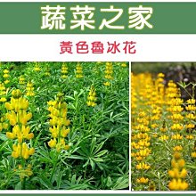 【蔬菜之家滿額免運00H10】大包裝.魯冰花(黃花)種子350顆(花卉種子)※此商品運費請選宅配貨運※