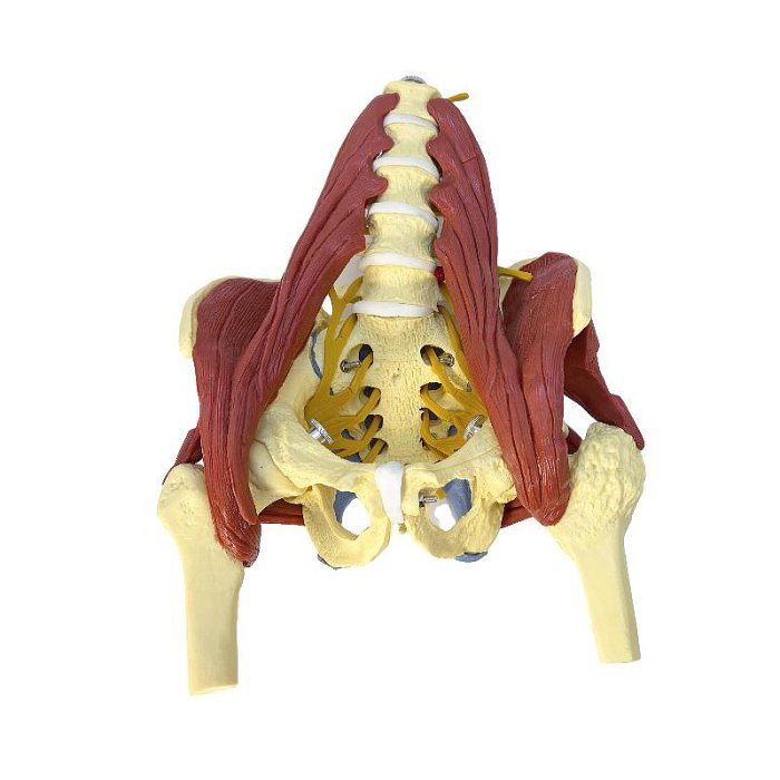 人體腰椎帶肌肉骨盆模型 盆骨腰間盤突出 產婦盆底肌修復演示骶骨