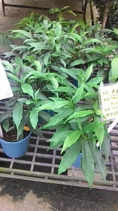 花花世界-香草植物**台灣天仙果**-羊奶頭/5吋盆/高10-15公分/MA