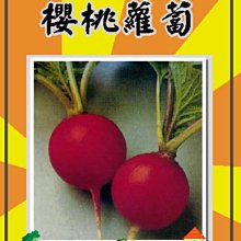 【野菜部屋~】I07 日本櫻桃蘿蔔種子3.3公克 , 品質細嫩 ,每包15元~