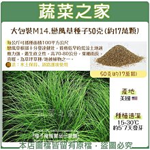 【蔬菜之家滿額免運】大包裝M14.戀風草種子50克(約17萬顆)(每公斤可播種面積100平方公尺 戀風草根部十分發達健壯