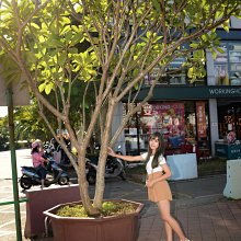 元茂園藝桃園三民店-超美 香水三色雞蛋花 盆植多年非常穩定全年可出貨 半日照全日照均可 MD柚子