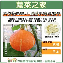 【蔬菜之家滿額免運00G22-1】大包裝.橙鳳小南瓜種子15顆 ※不適用郵寄掛號配送