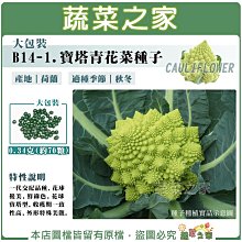 【蔬菜之家滿額免運】大包裝B14-1.寶塔青花菜種子0.34克(約70顆)F1，花球優美，鮮綠色，花球寶塔型，外形美觀