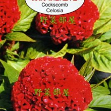 【野菜部屋~】Y11 頭狀雞冠花Cockscomb Celosia~天星牌原包裝種子~每包17元~