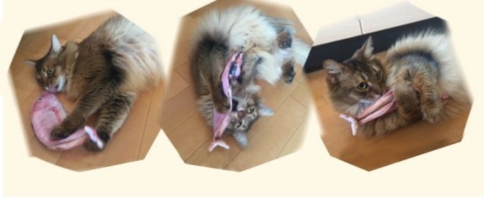 ۞芙芙遊樂園۞（現貨）2017新款：日本Petio仿真貓咪玩具烤魚燒魚貓抓板內含貓薄荷| 奇摩拍賣