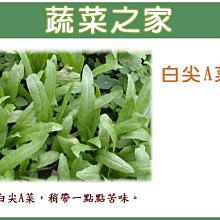 【蔬菜之家滿額免運00A18】大包裝.白尖A菜種子220克(約8萬8千顆)※不適用郵寄掛號配送※