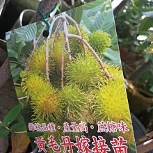 花花世界_水果苗*黃毛丹(嫁接苗)*/4吋/高40-60cm/MA