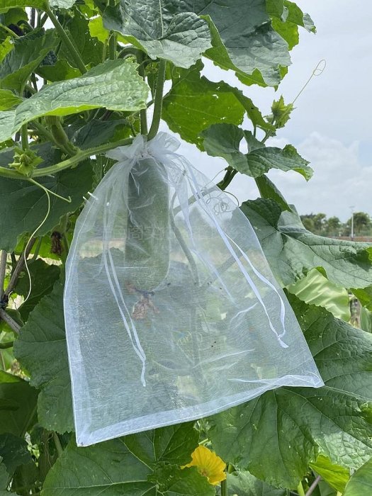 溜溜水果套袋果實防鳥防蟲專用網套袋葡萄無花果石榴番茄草莓保護袋子