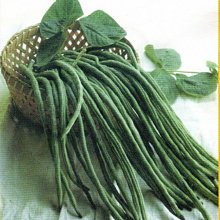 【野菜部屋~】J12 矮性長豇豆種子5公克 , 生長快 , 免搭支架 , 每包15元~