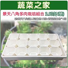 【蔬菜之家滿額免運】景天八角多肉栽培組合3.5吋(4號)※此商品運費請選宅配