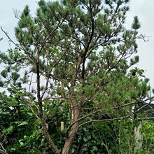 元茂園藝龍潭園區 四十年樹齡 大型黑松老樹 移植袋裝 每棵十萬元 運費及種植工資另計