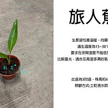 心栽花坊-旅人蕉/3吋盆/觀葉植物/室內植物/售價70特價55
