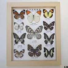 中式實木真蝴蝶標本工藝品臥室客廳裝飾畫昆蟲相框生日禮物飾品-名品匯集