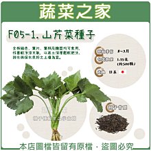 【蔬菜之家滿額免運】F05-1.山芹菜種子1.35克(約500顆) /全株綠色、葉片、葉柄及嫩莖均可食用，性喜較冷涼天氣