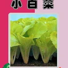 【野菜部屋~】F01小白菜種子23公克 ,又名~土白菜 ,容易栽培 ,每包15元~
