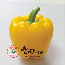 【野菜部屋~中包裝】M12 彩黃甜椒種子1公克(約105粒種子) , 果實大 , 味道甜 , 品質好 每包150元~