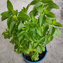 花花世界-香草植物 ** 越南薄荷 ** 5吋盆/高15-30cm/正宗越南菜專用/MA