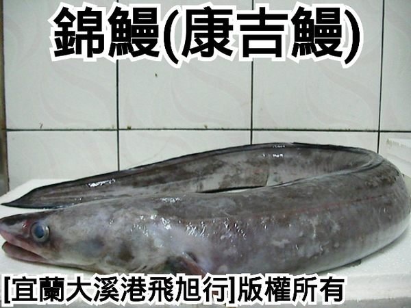 錦鰻(康吉鰻)...1.5公斤以下較小魚體優惠價每公斤130元