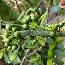 元茂園藝中壢高鐵南路園區-木瓜蜜丁木瓜柳丁 七年成樹移植袋裝