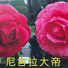 花花世界_茶花苗(新進)*尼古拉大帝*/3.5吋黑軟盆/高5-15cm/(花季2-3月份)MA