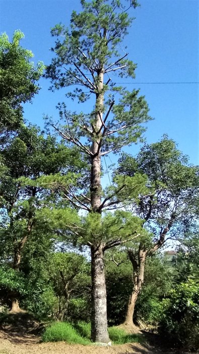 【竹林農莊】五葉松 ~ 尺半面 老松樹
