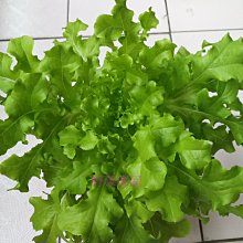 【野菜部屋~中包裝】B37 綠橡葉萵苣種子100公克 , 質柔味美 ,不易抽苔 ~