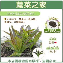 【蔬菜之家滿額免運】A100.紅葉尖A萵苣種子4.8克(約4300顆)(葉片稍尖型，葉色紅、綠相雜，纖維少，口感脆嫩。)