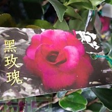 花花世界_茶花苗(新進)*黑玫瑰(威廉的吶喊)*/3.5吋黑軟盆/高5-15cm/(花季12-3月)/MA