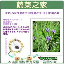 【蔬菜之家滿額免運】K35.西班牙薰衣草(羽葉薰衣草)種子(新觀)5顆(柔軟的羽狀葉搭配長約10公分的分枝花穗非常漂亮)