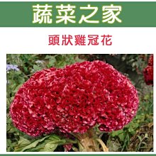 【蔬菜之家滿額免運】H24.頭狀雞冠花種子 0.2克(約120顆) (紅色，高40~60cm.花卉種子)