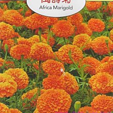 【野菜部屋~】Y70 萬壽菊Africa Marigold~天星牌原包裝種子~每包17元~