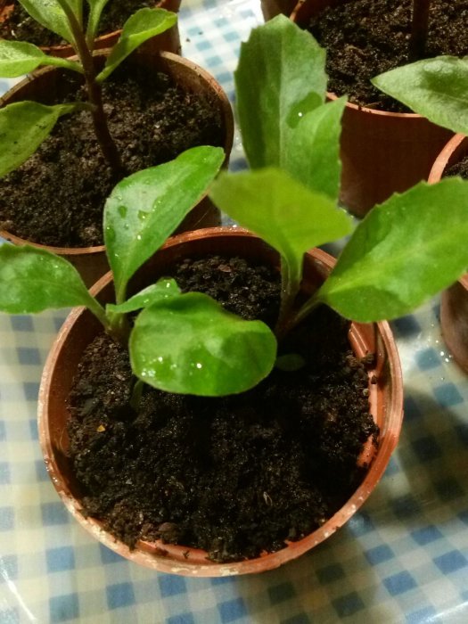 養生藥用植物尼基羅草4盆，別名(神仙草),請上網蒐尋關鍵字,,藥用植物神奇的尼基羅,沒有使用農藥，無毒無污染，吃得健康