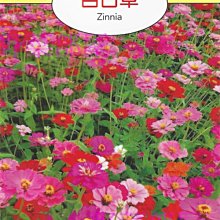 【野菜部屋~】Y79 百日草Zinnia~天星牌原包裝種子~每包17元~