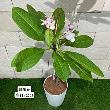 新/芯晨花園桃園三民店/雞蛋花/夢幻/黃白粉三色漸層陽台盆栽/每單位一盆/銷售快速下標前請先確認是否現場還有現貨/宅配限北部地區