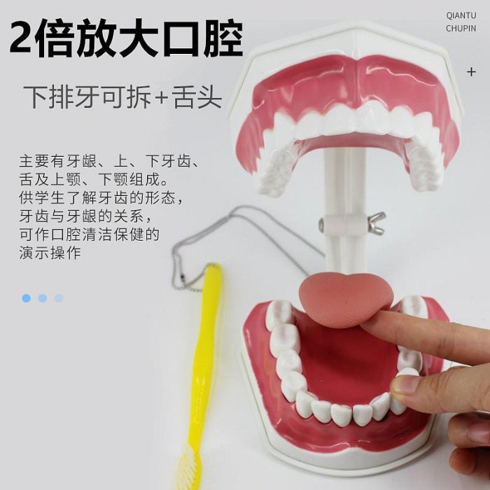 牙科材料/齒科耗材口腔模型牙科教學模型假牙模型 牙科牙齒模型