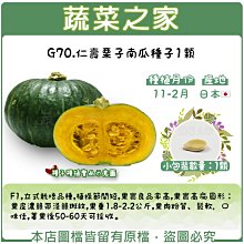 【蔬菜之家滿額免運】G70.仁壽栗子南瓜種子1顆(F1,立式栽培品種,植株節間短,果實良品率高.蔬菜種子)