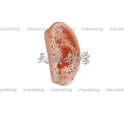 (ME-L_004)耳針灸展示模型,耳針灸模型13CM,耳朵穴道模型