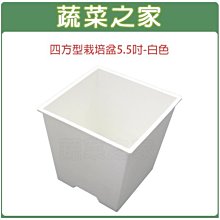 【蔬菜之家滿額免運】四方型栽培盆5.5吋-白色(厚)※此商品運費請選宅配貨運※