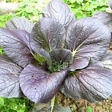 【野菜部屋~】F22 紫色青江菜種子0.42公克 , 新品種 , 質嫩 , 品質佳 , 每包15元~
