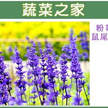 【蔬菜之家滿額免運00H17】大包裝.粉萼鼠尾草種子750顆(花卉種子)※此商品運費請選宅配貨運※