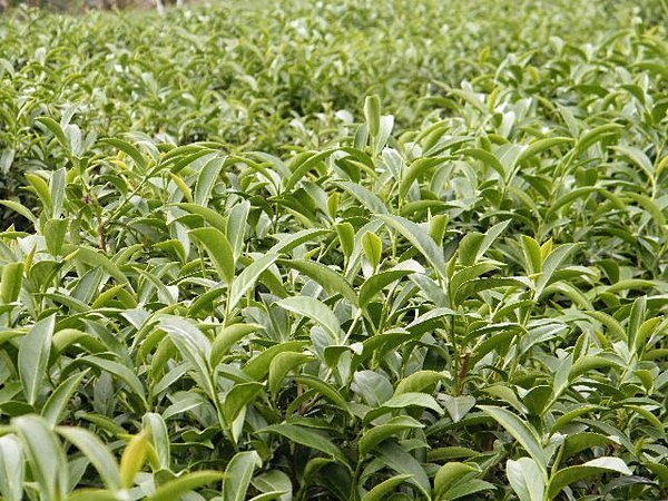 【泰旺製茶廠】阿里山高山茶。金萱茶茶香撲鼻原價1400批發價900一斤/烏龍茶/台灣茶葉/茗茶/珠露茶/大禹嶺茶/梨山茶